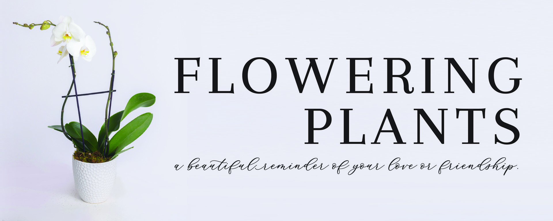 Blooming Plants