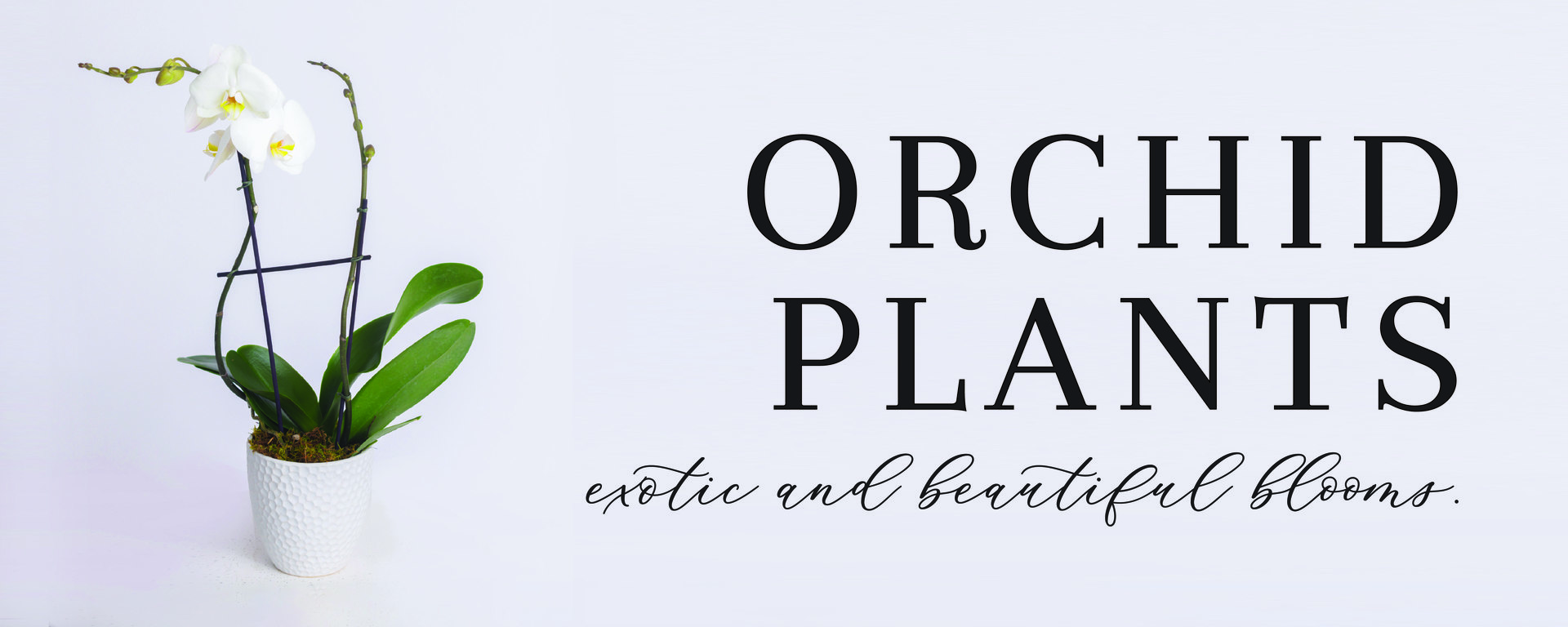 Orchid Plants