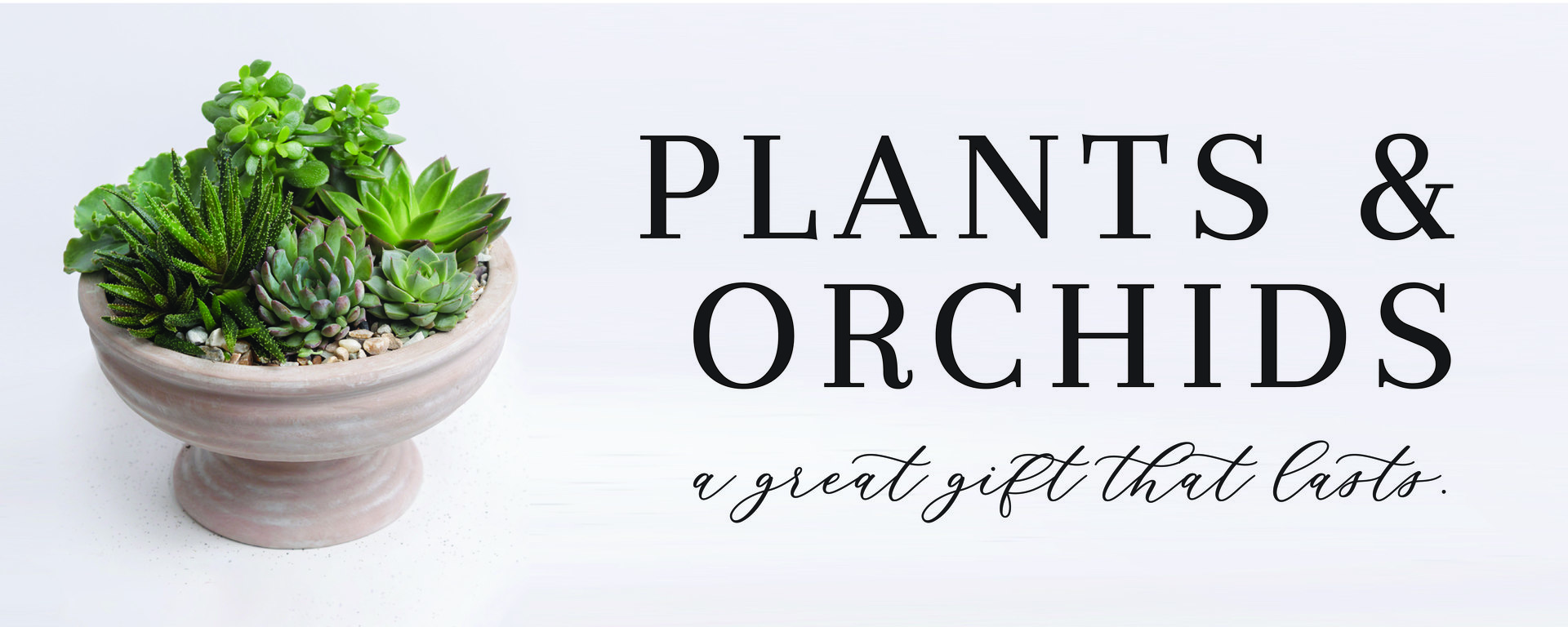Plants & Orchids