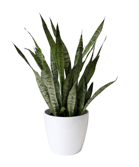 Sansevieria Plant