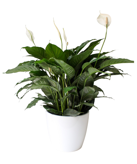Peace Lily