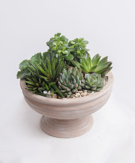 Succulent Garden